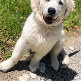 Golden Retriever Puppies from Autumn Lane Goldens