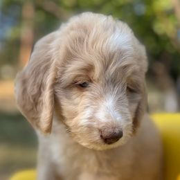 Honey Bear - female Bernedoodle puppy in Lookout, California from Remington Kennels, LLC