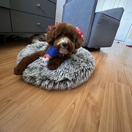Ivy (Diablo) - Poodle