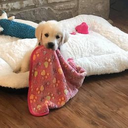 Golden Retriever Puppies from Mimi's English Cream Golden Retriever's