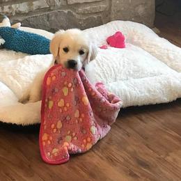 Golden Retriever Puppies from Mimi's English Cream Golden Retriever's