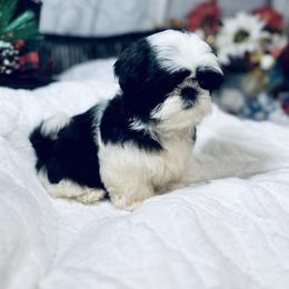 AKC Ella - Black and white female Shih Tzu puppy in Elgin, South Carolina from Silver Bells Paw Prints