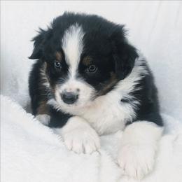 Boy 4 - Black tri-color male Australian Shepherd puppy in Yakima, Washington from Naches Heights Ranch
