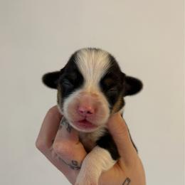 Tri male 1 - Black and tan male Pembroke Welsh Corgi puppy in Chubbuck, Idaho from Sunny J Corgis and Mini Americans