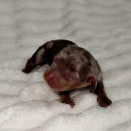 Boba - Dapple male Dachshund puppy in San Diego, California from Enchantables