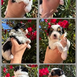 Grey - Black tan and white male Biewer Terrier puppy in Temecula, California from Biewer Puppies USA