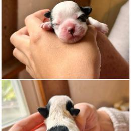 Louis - Black and white male Shichon puppy in Pennsylvania from Manor Hills Shih Tzus