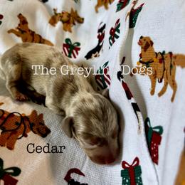 Dachshund Puppies from The Greyline Dogs