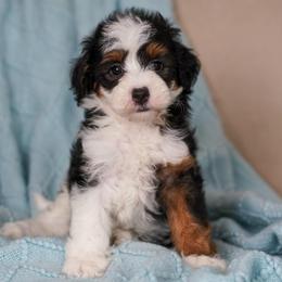Airbus - Tri-color male Bernedoodle puppy in Dundee, Ohio from Down Home Doodle