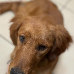 Golden Retrievers from Golden Penny AZ