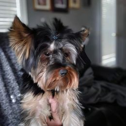 Louie - Yorkshire Terrier