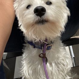 West Highland White Terriers from Briana Faulk
