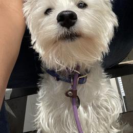 West Highland White Terriers from Briana Faulk