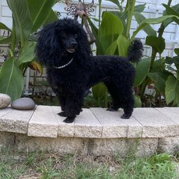 Sophie - Poodle
