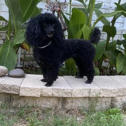 Sophie - Poodle