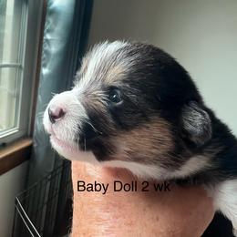 Pretty Precious Baby Doll - Black and tan female Pembroke Welsh Corgi puppy in Blaine, Tennessee from Rose Brier Pembroke Welsh Corgis