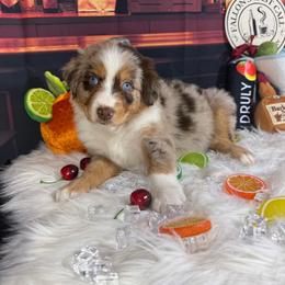 Sangria - Red merle female Australian Shepherd puppy in Fredericksburg, Virginia from Cooper Ridge Aussies