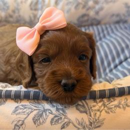 Little Bo Peep - Red female Australian Labradoodle puppy in Summerfield, North Carolina from Four Oaks Labradoodles