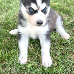 Liora - Black and white female Siberian Husky puppy in Collins, Iowa from Homegrown Huskies