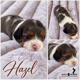 Hazel - Black Dapple Piebald - Dapple female Dachshund puppy in Kemp, Texas from Koli Acres
