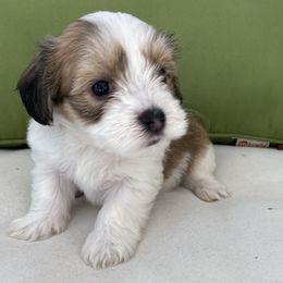 Miss Grace - Red sable Havanese puppy in North Carolina from Guys & Dolls of La Brisa Havanese