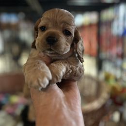 Buff Boy - Buff male Cocker Spaniel puppy in Fairview, Utah from Hidden Vallies Cocker Spaniels