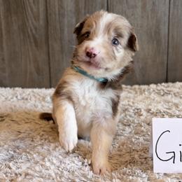 Girl 4 - Red merle female Border Collie puppy in Shawnee, Oklahoma from Cross K Working Collies - Pure Bred Border Collies