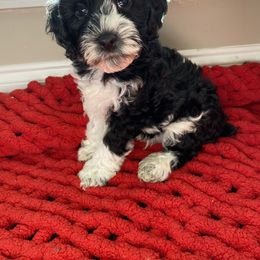 Boy 2 - Cockapoo puppy in Bethlehem, Georgia from Darling Doodles
