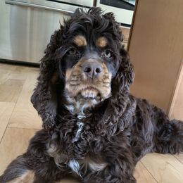 Greta  - Cocker Spaniel