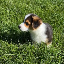 Australian Shepherd and Pembroke Welsh Corgi Puppies from Mallory Pembroke Welsh Corgis And Australian Shepherds