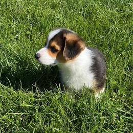 Australian Shepherd and Pembroke Welsh Corgi Puppies from Mallory Pembroke Welsh Corgis And Australian Shepherds