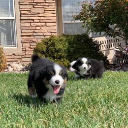 Miniature Australian Shepherd Puppies from Desert Bloom Ranch