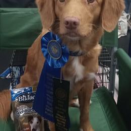 Whiskey - Nova Scotia Duck Tolling Retriever