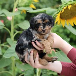 Rio - Merle female Bernedoodle puppy in Eagle Mountain, Utah from Fur Real Puppies.