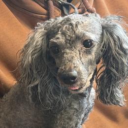 Gabby - Poodle
