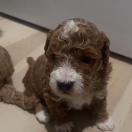 Cavapoo, Cockapoo, Goldendoodle, and Maltipoo Puppies from Perdue Puppies