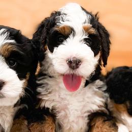 Bernedoodle, Goldendoodle, and Poodle Puppies from Teddy Doodles & Standard Poodles