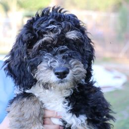 Curly Fry - Tri-color Bernedoodle puppy in Broadway, North Carolina from Dixie’s Darling Doodles