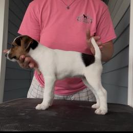 Girl 2 - Tri-color female Jack Russell Terrier puppy in Robstown, Texas from Smokin Pistol Jack Russell Terriers