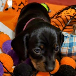 Karen - Black and tan Dachshund puppy in Jesup, Georgia from Brotts Fur Babies