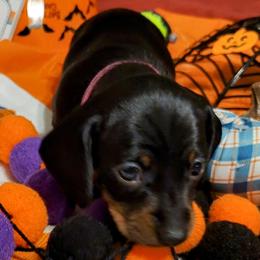 Karen - Black and tan Dachshund puppy in Jesup, Georgia from Brotts Fur Babies
