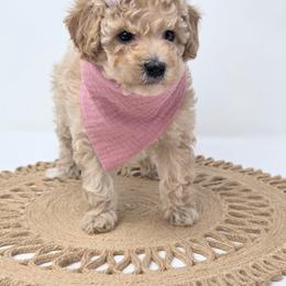 Clarissa - Cream female Poodle puppy in Leander, Texas from Doodle Doula