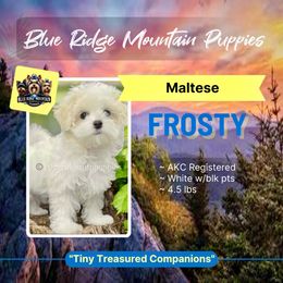 Lui - Maltese