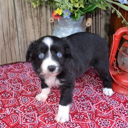 Waylon - Black Miniature Australian Shepherd puppy in Yale, Oklahoma from CTM Toy & Mini Aussies