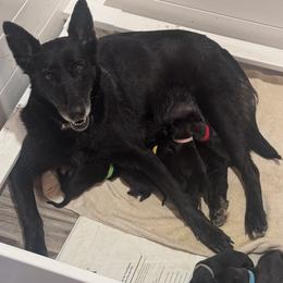 Belgian Malinois puppies from Tactimal K9 Kennels