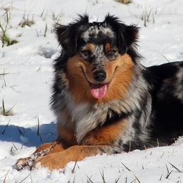 Riley - Australian Shepherd