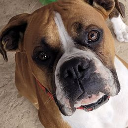 Logi Bear - Boxer