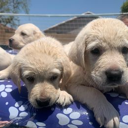 Golden Retriever and Labrador Retriever Puppies from Stephanie Dellrie