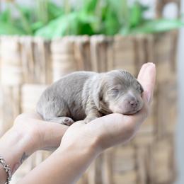 Linguina - Fawn (isabella) and tan female Dachshund puppy in Fort Myers, Florida from Blossom Paws