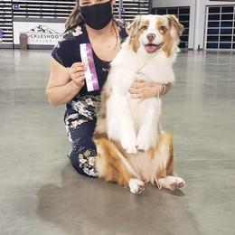 Australian Shepherd All Grown Up from Petrichor Australian Shepherds